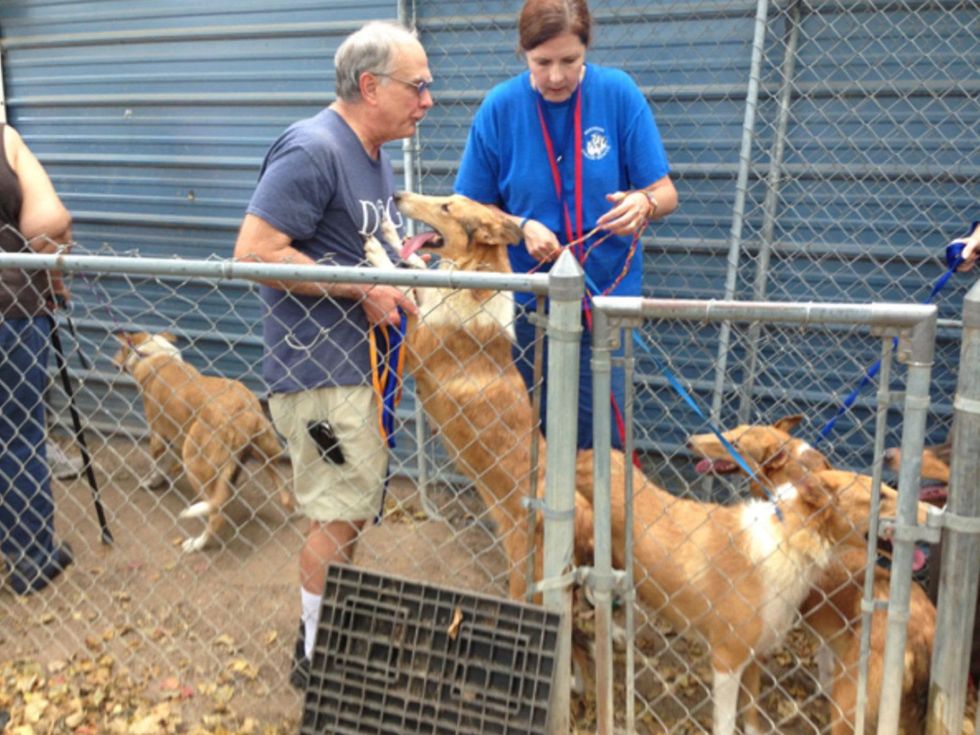 collies rescued September 2014 volunteers