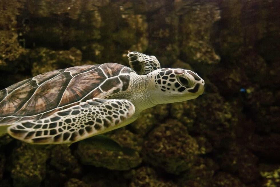 Common Green sea turtle