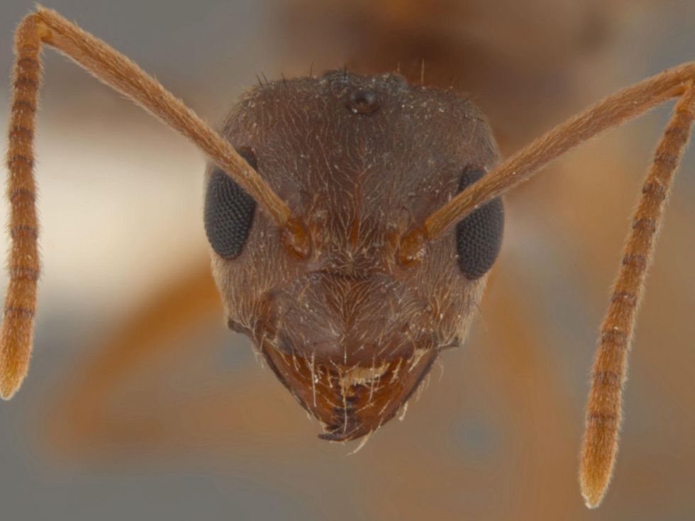 crazy ant closeup Rasberry invasive