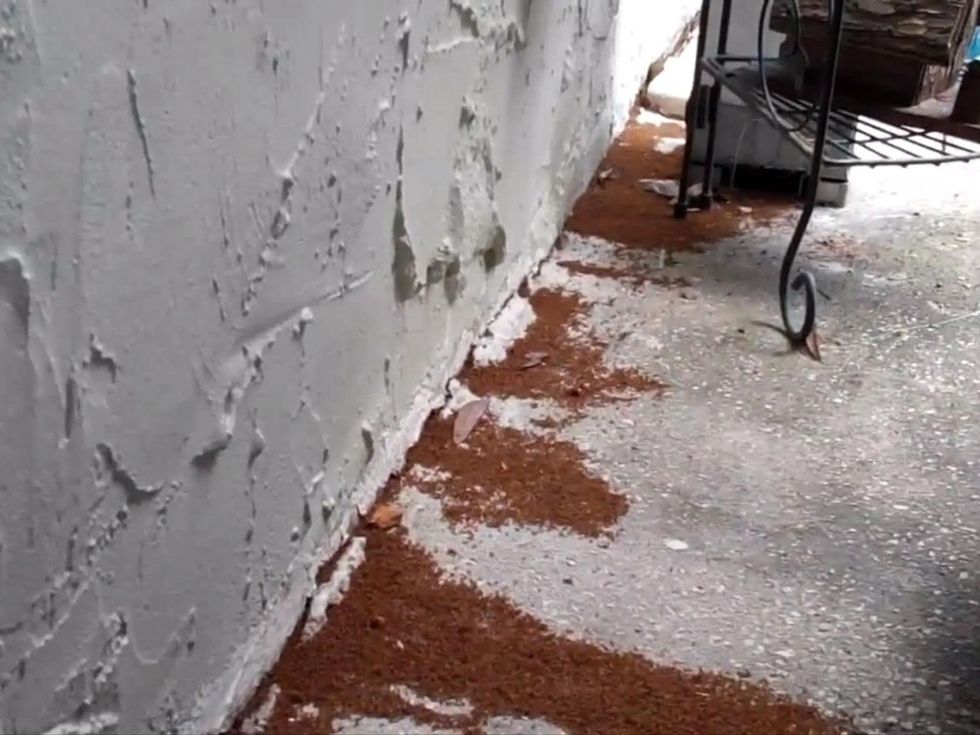 crazy ants piles of dead ants