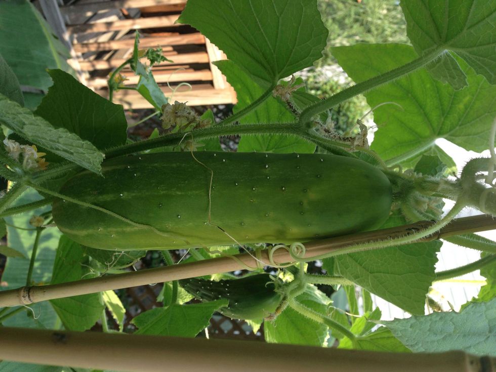 Cucumber grown by Joel Luks