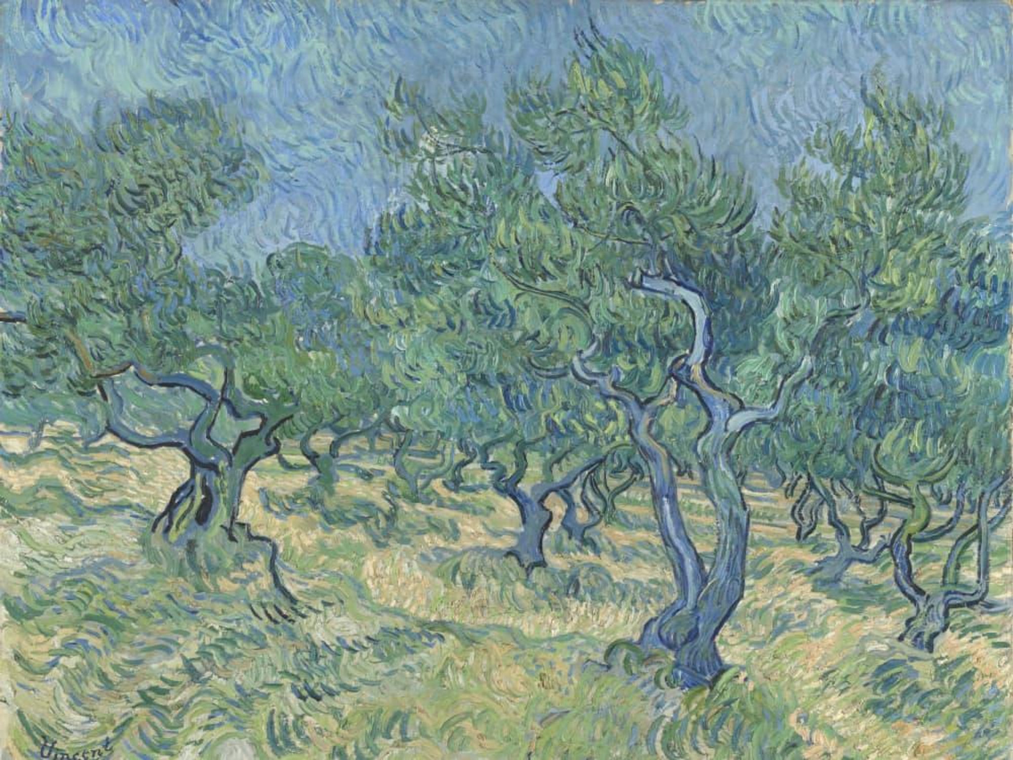 Dallas Museum of Art presents Van Gogh and the Olive Groves