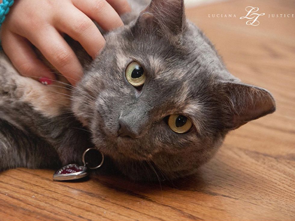 Danielle and Justin Foley wedding photo with crazy cat