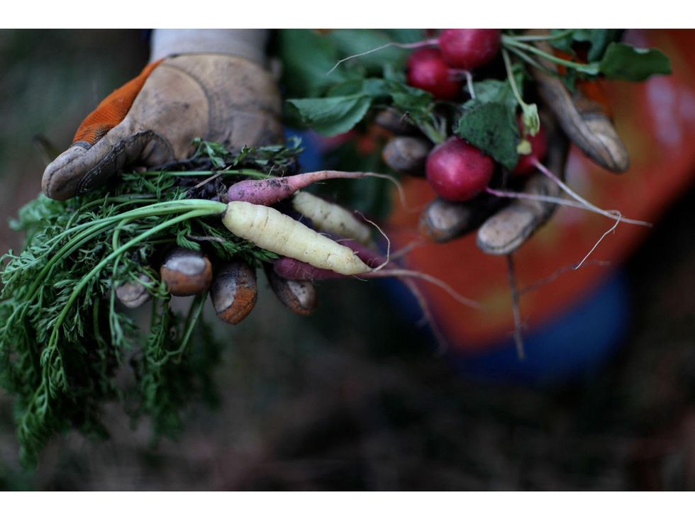 Debora Smail freshly pulled carrots and radishes documenting client Leyendecker Landscape's backyard garden service for Houston Foodies