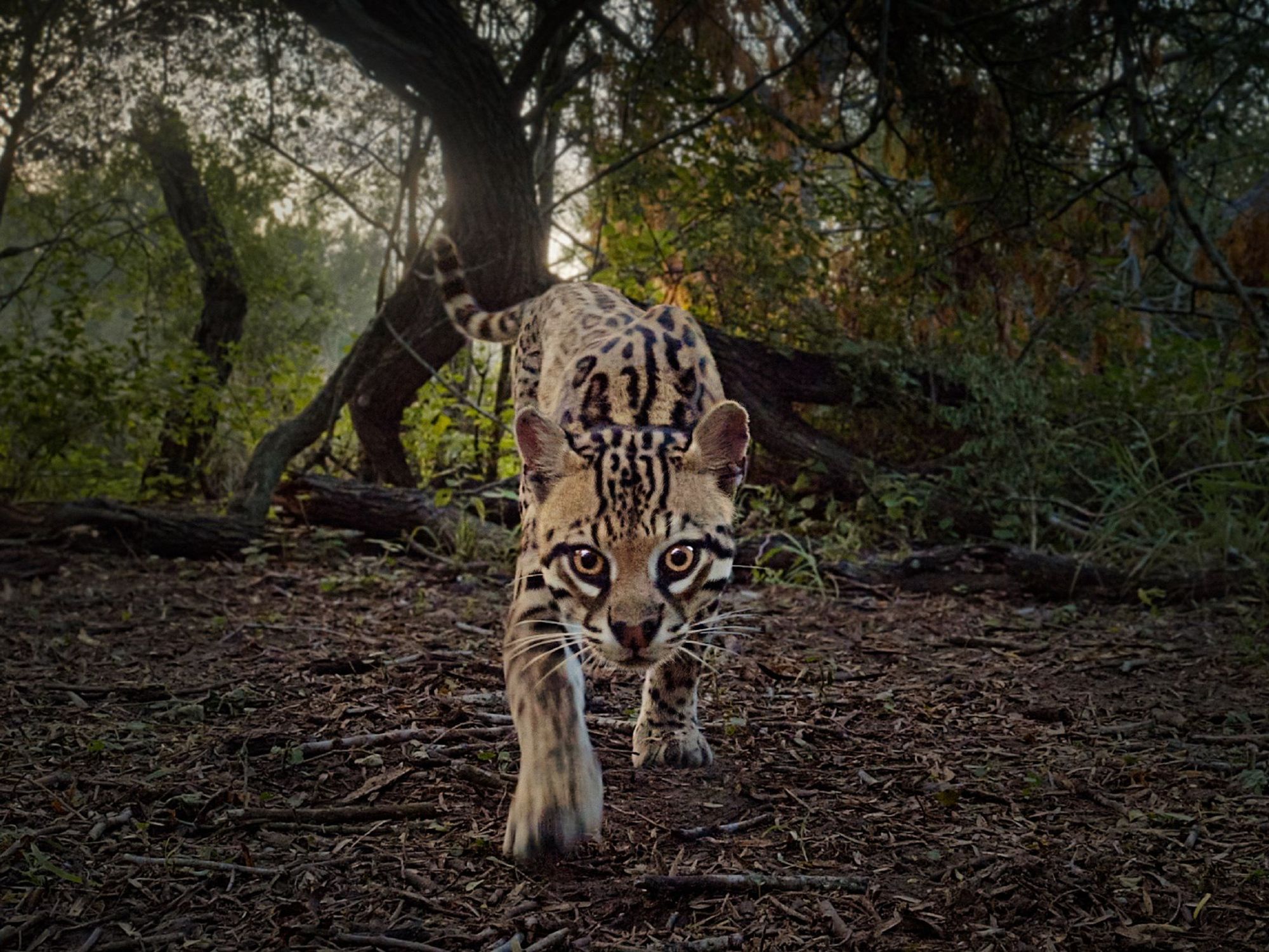 Deep in the Heart movie