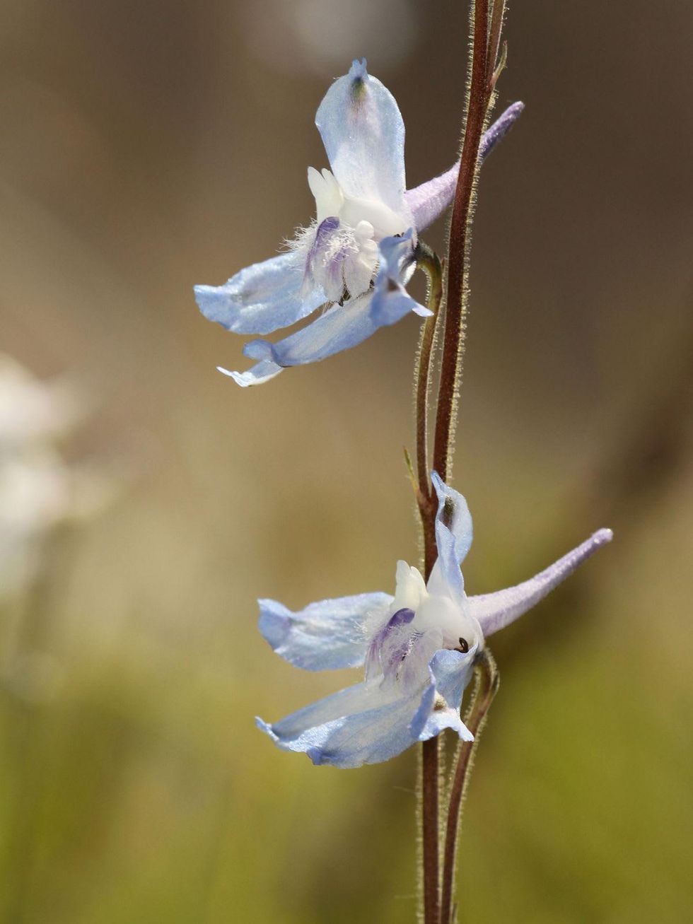 Deer Park Prairie Delphinium carolinianum plant flower