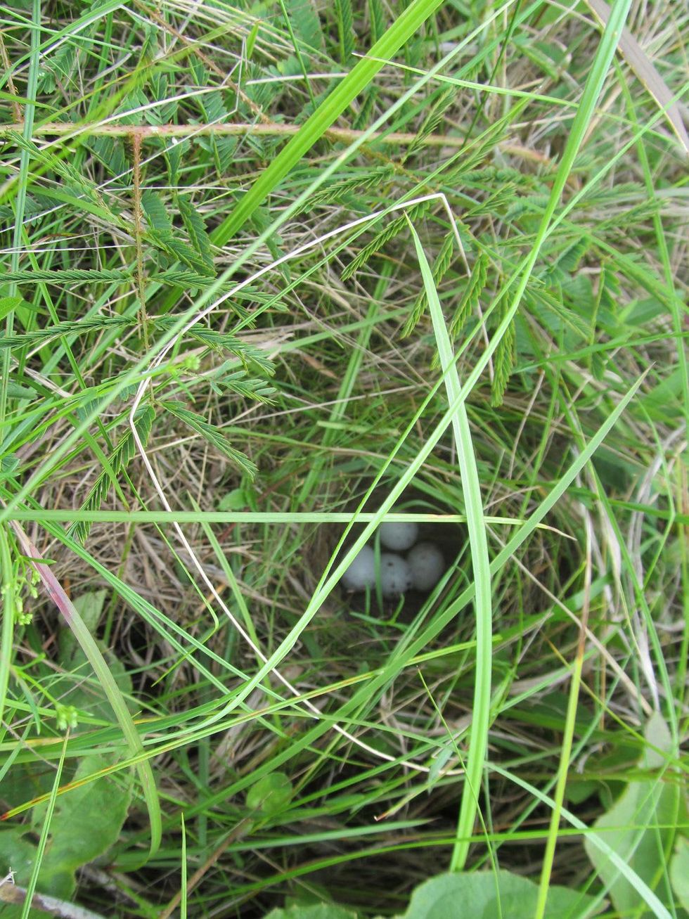 Deer Park Prairie eggs in nest