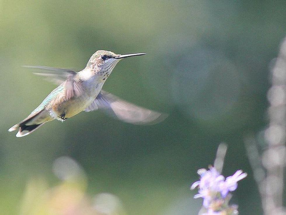 Deer Park Prairie hummingbird