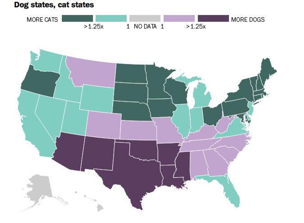 Dog and cat states map