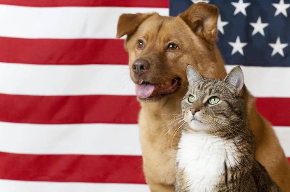 Dog and cat with American Flag