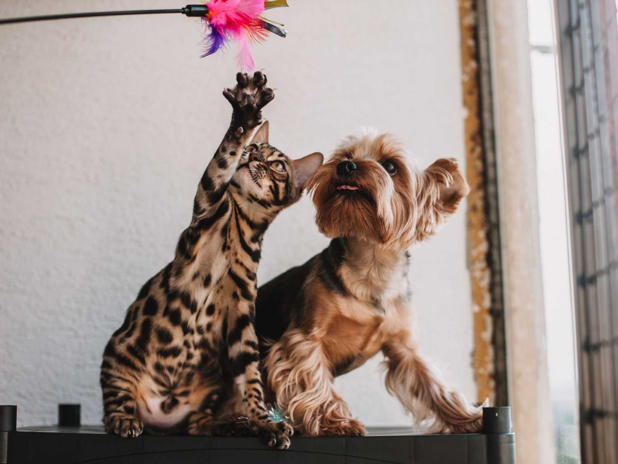 dog and cat