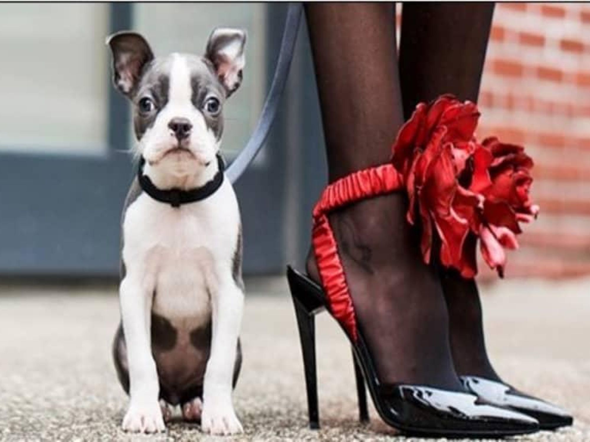 Dog and woman in heels