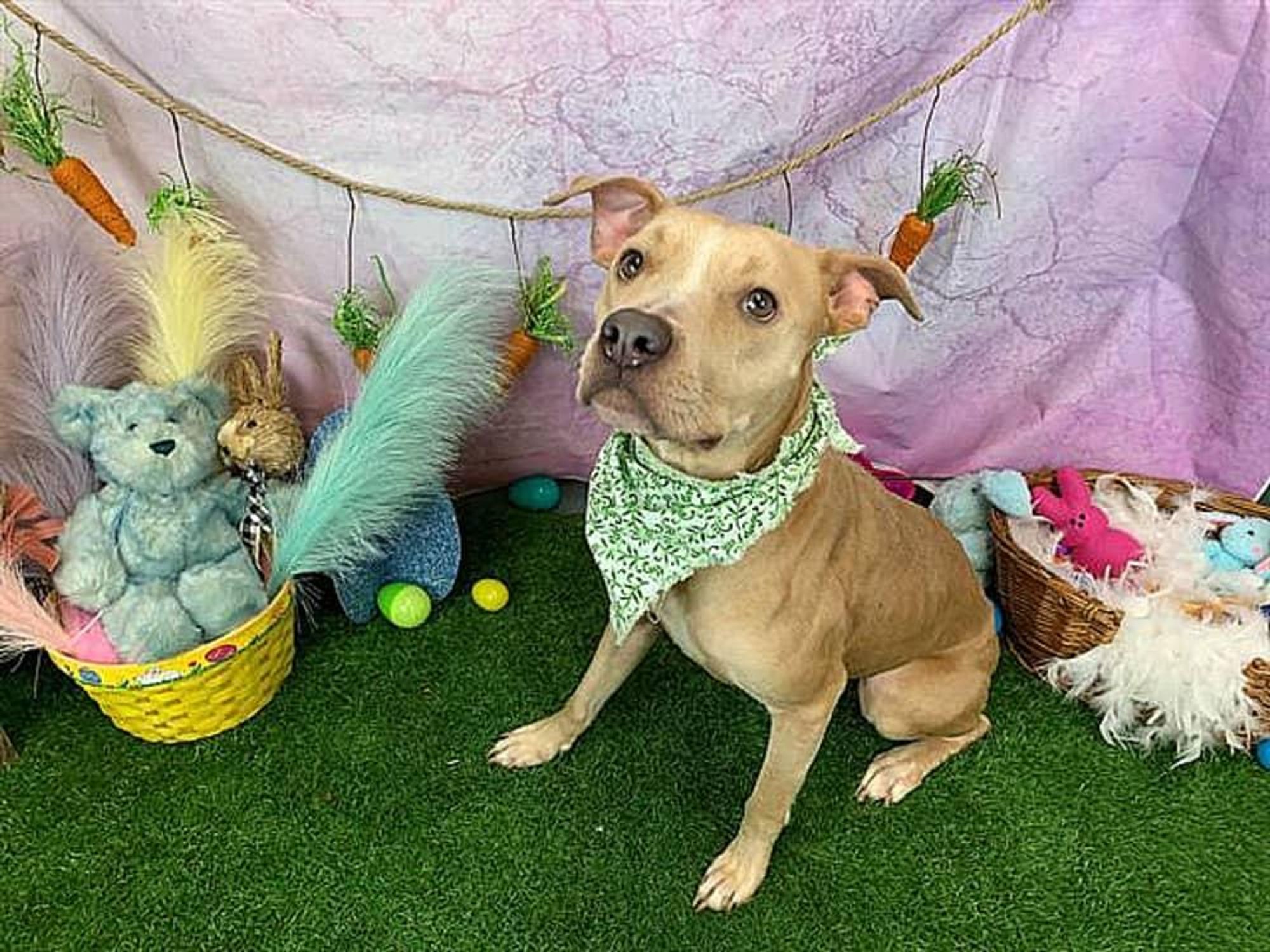 dog BARC Darling adoption Houston