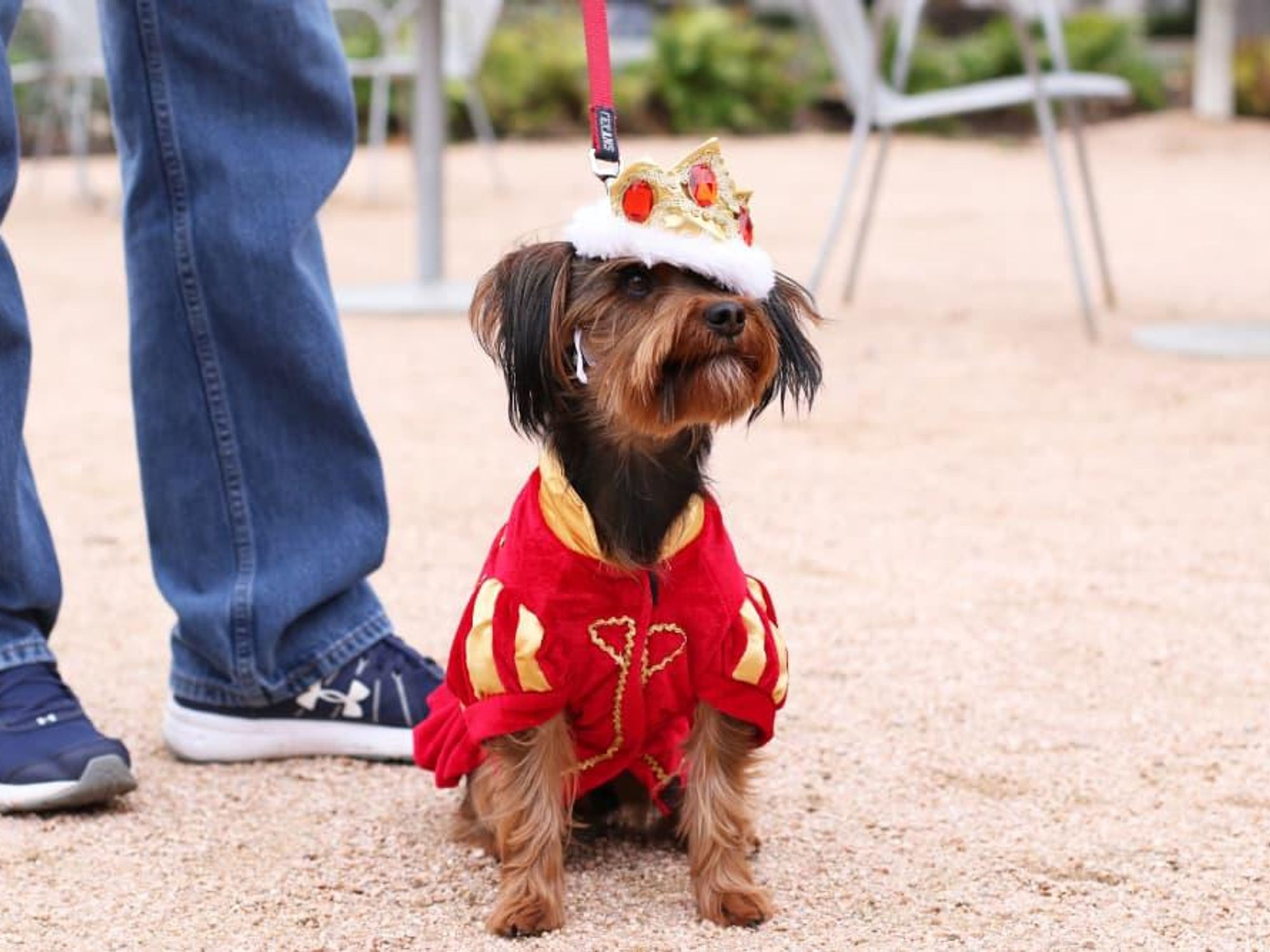 Dog dressed like a king