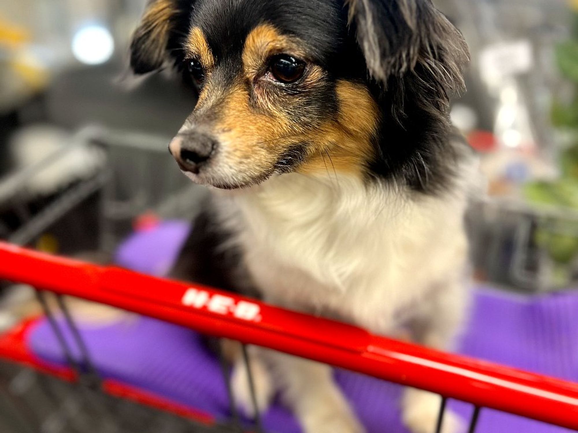 dog in grocery store H-E-B Banksy