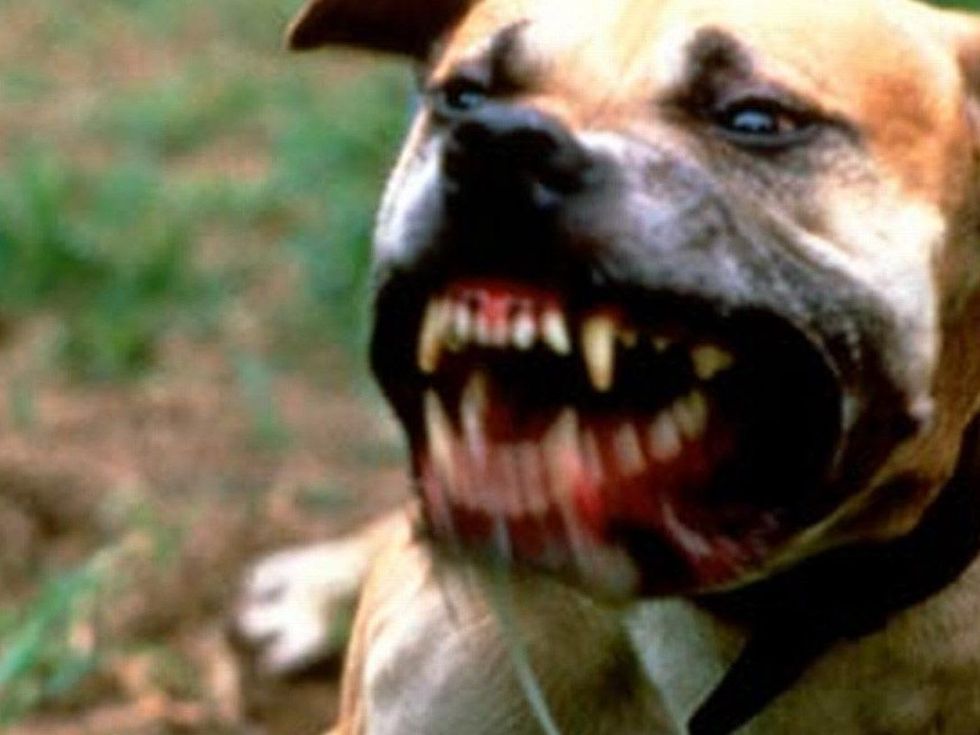 dog pit bull teeth growling