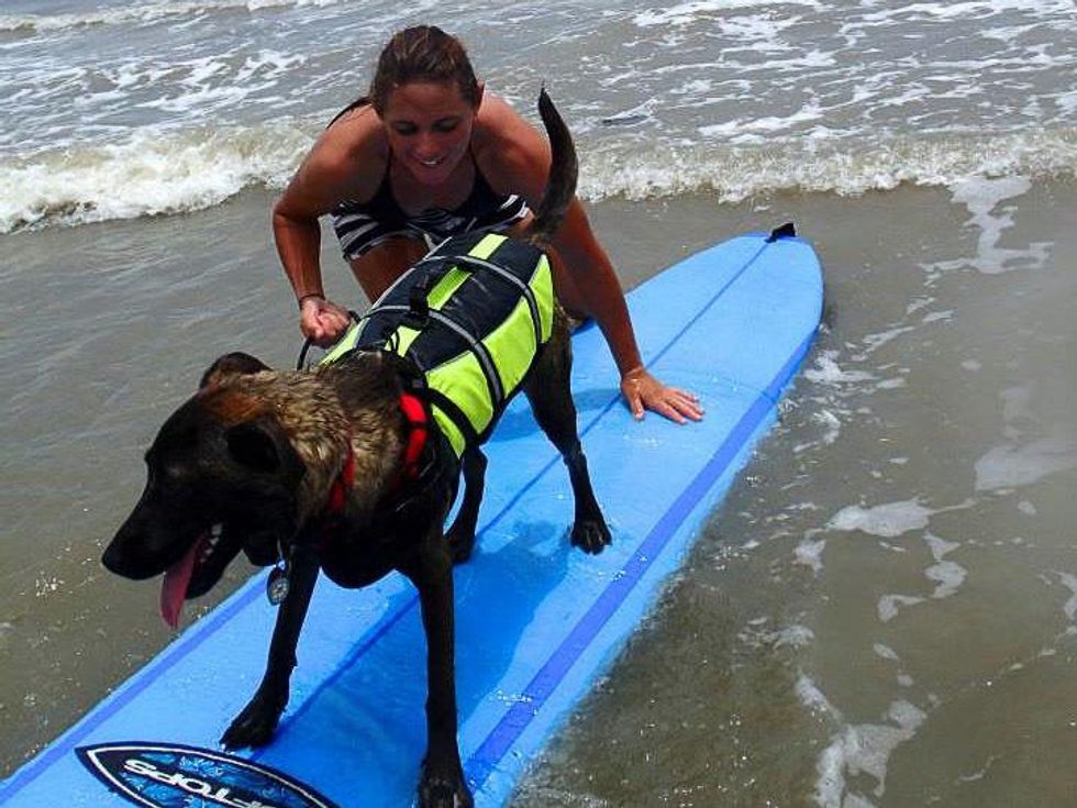dog surfing competition Galveston July 2013