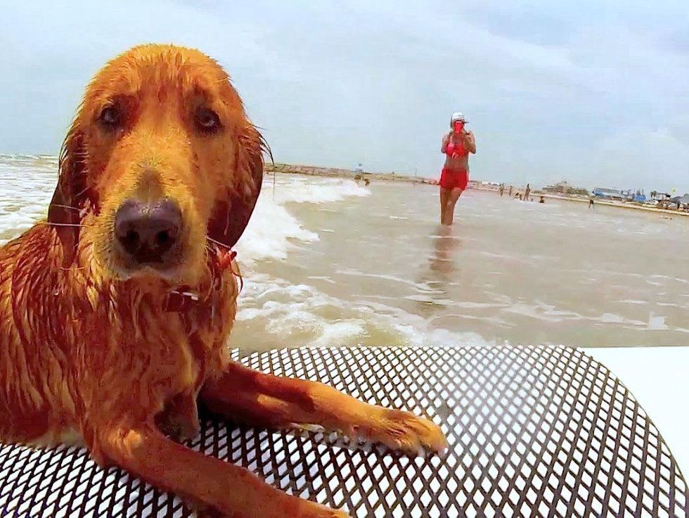 dog surfing Galveston July 2013