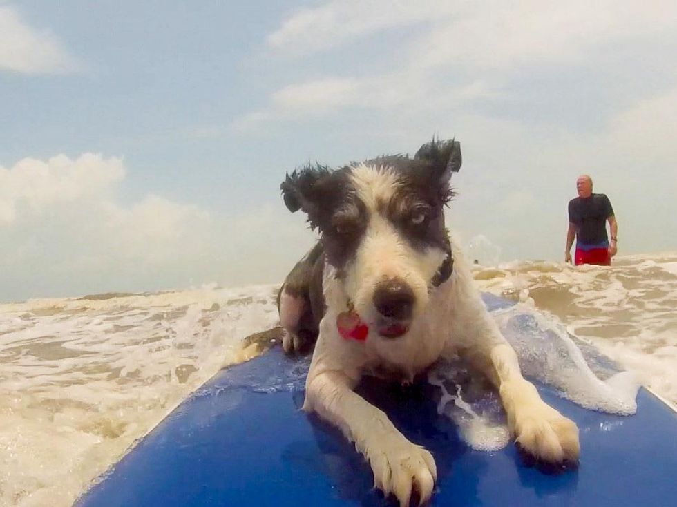 dog surfing Galveston July 2013