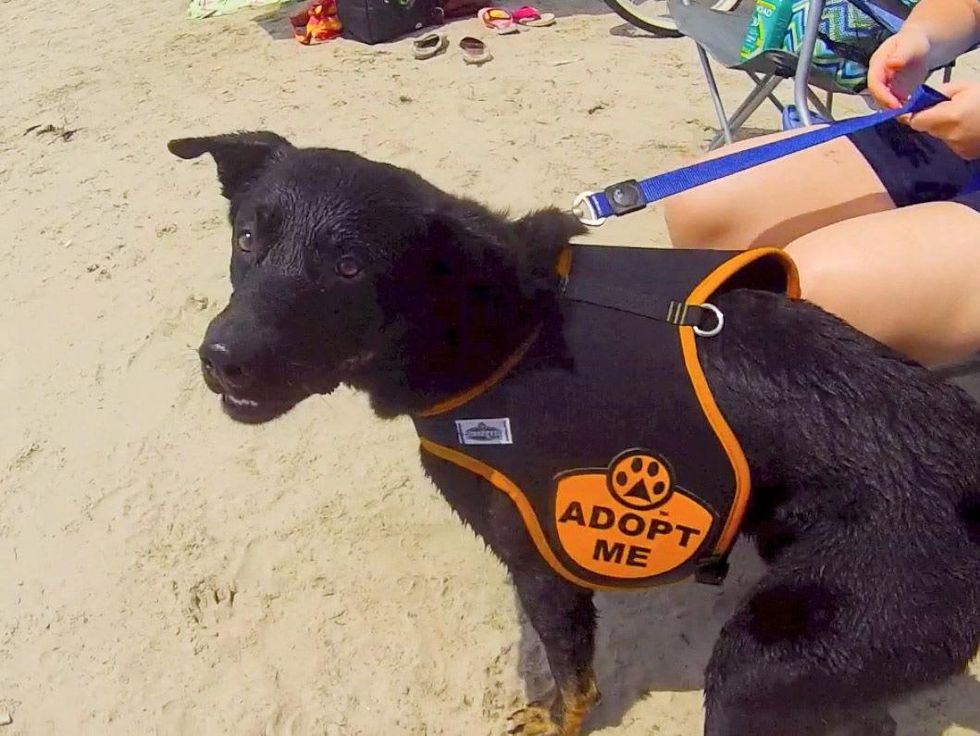dog surfing Galveston July 2013