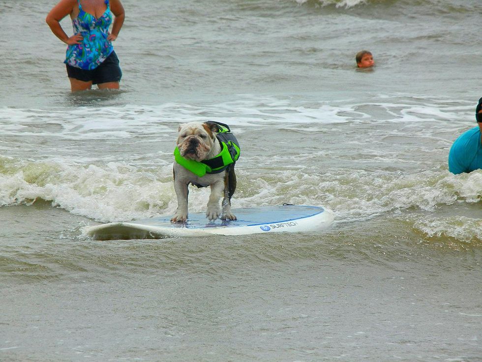 dog surfing Galveston July 2013
