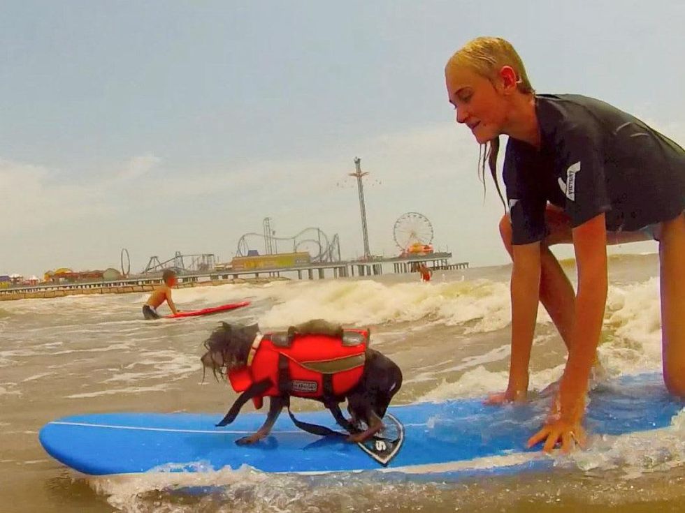 dog surfing Galveston July 2013
