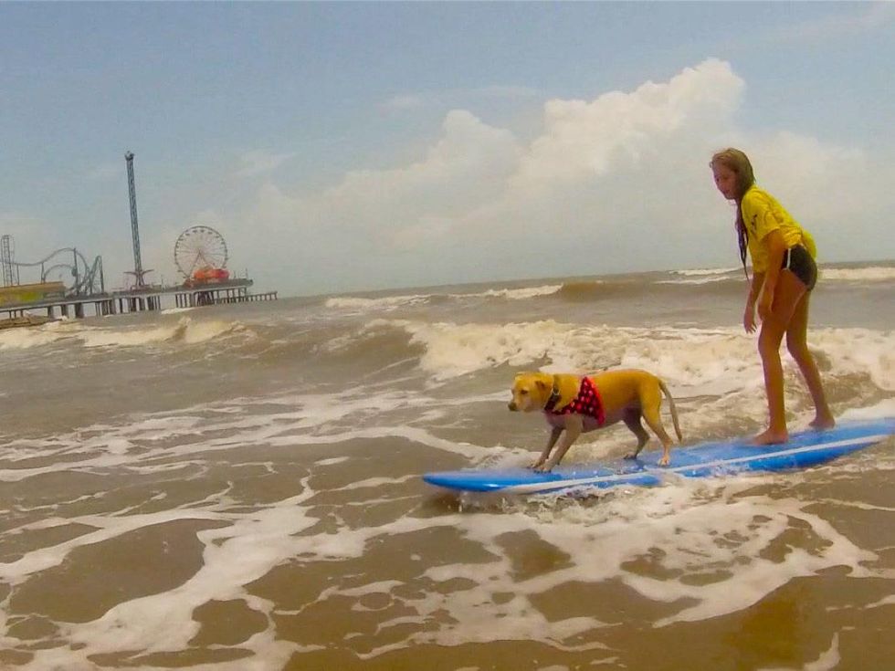 dog surfing Galveston July 2013