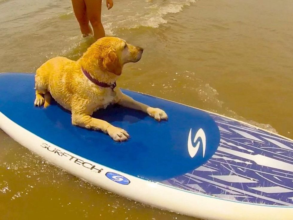 dog surfing Galveston July 2013