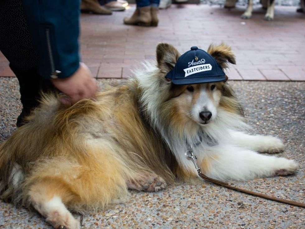 Dog wearing Austin Eastciders hat
