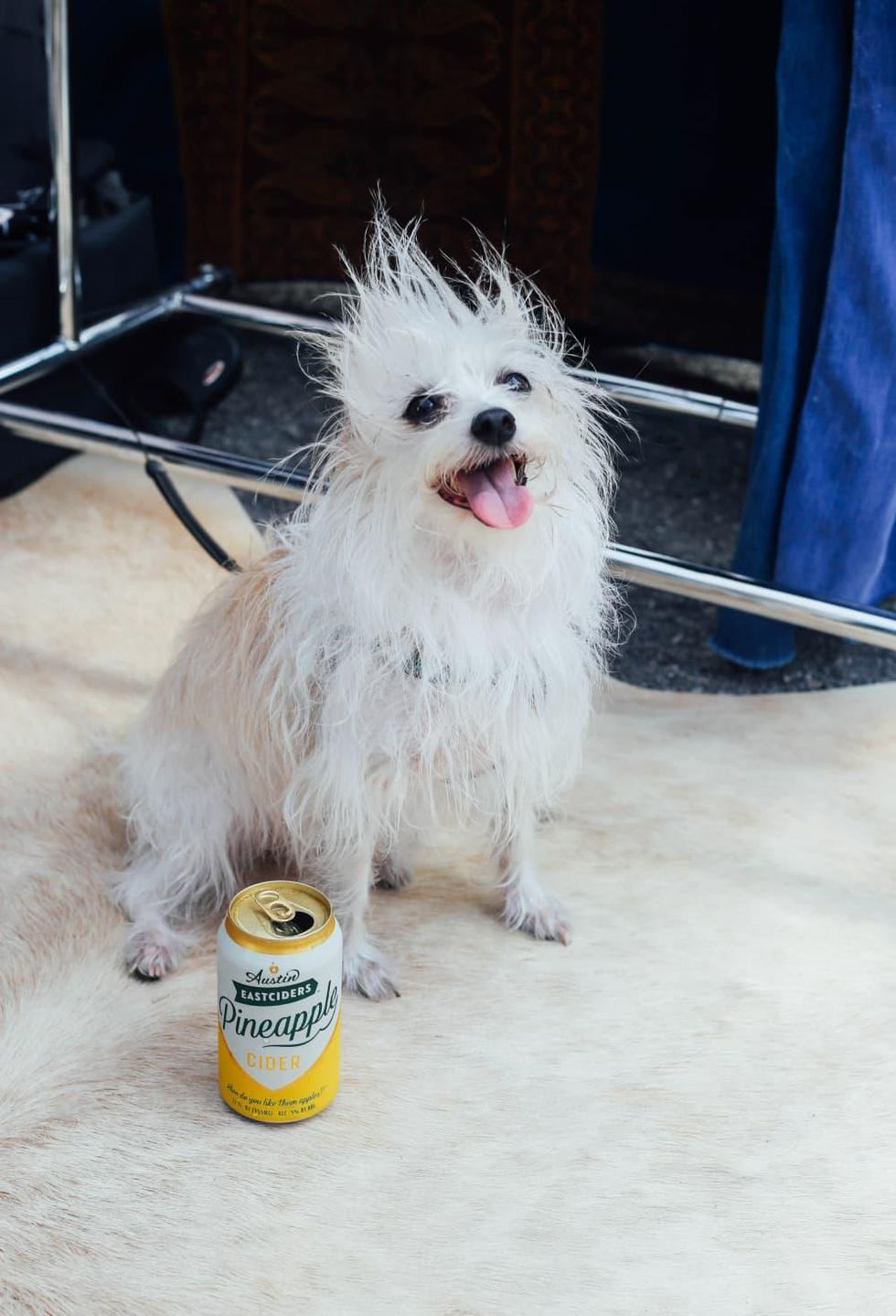 Dog with can of Austin Eastciders