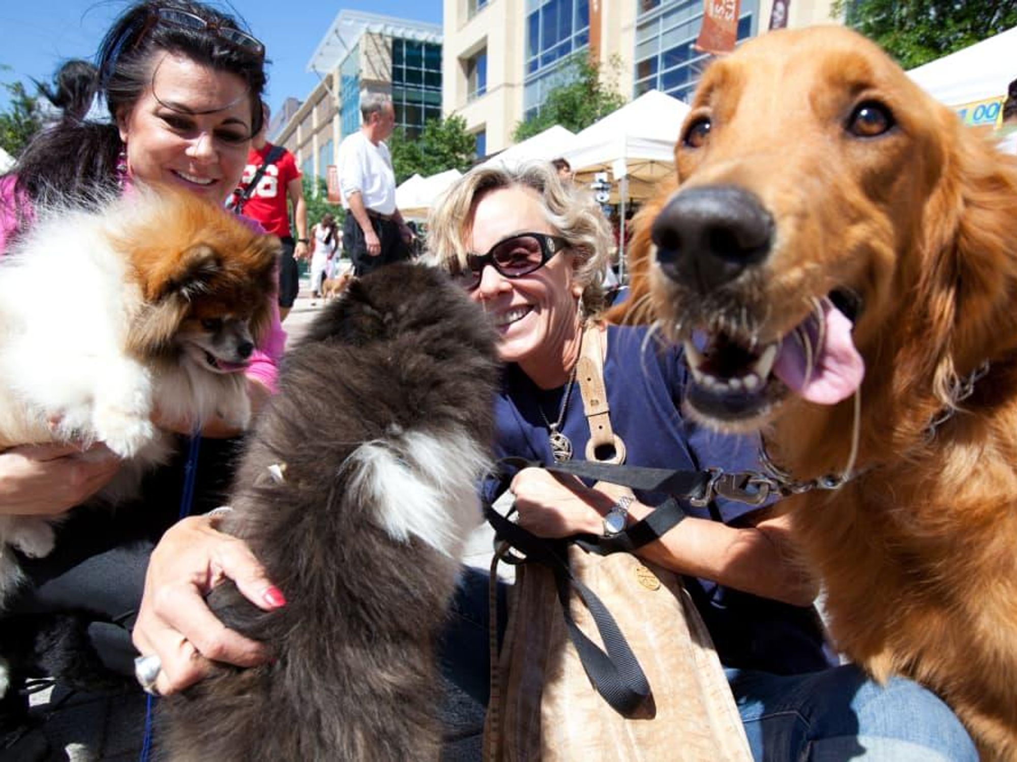 Doggy Party on the Plaza
