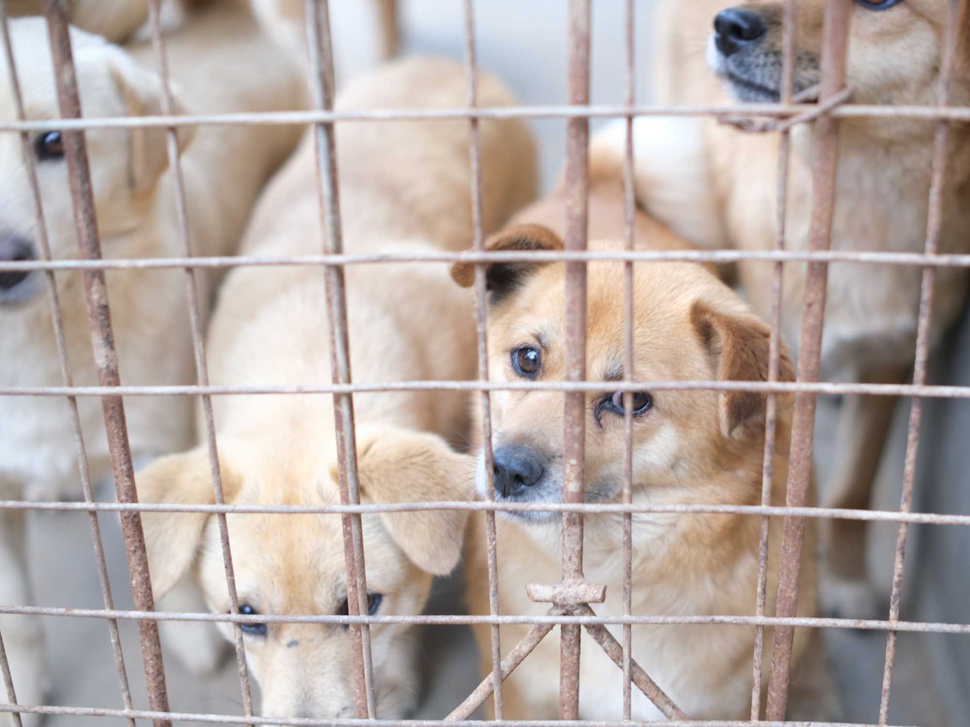 Dogs for adoption.