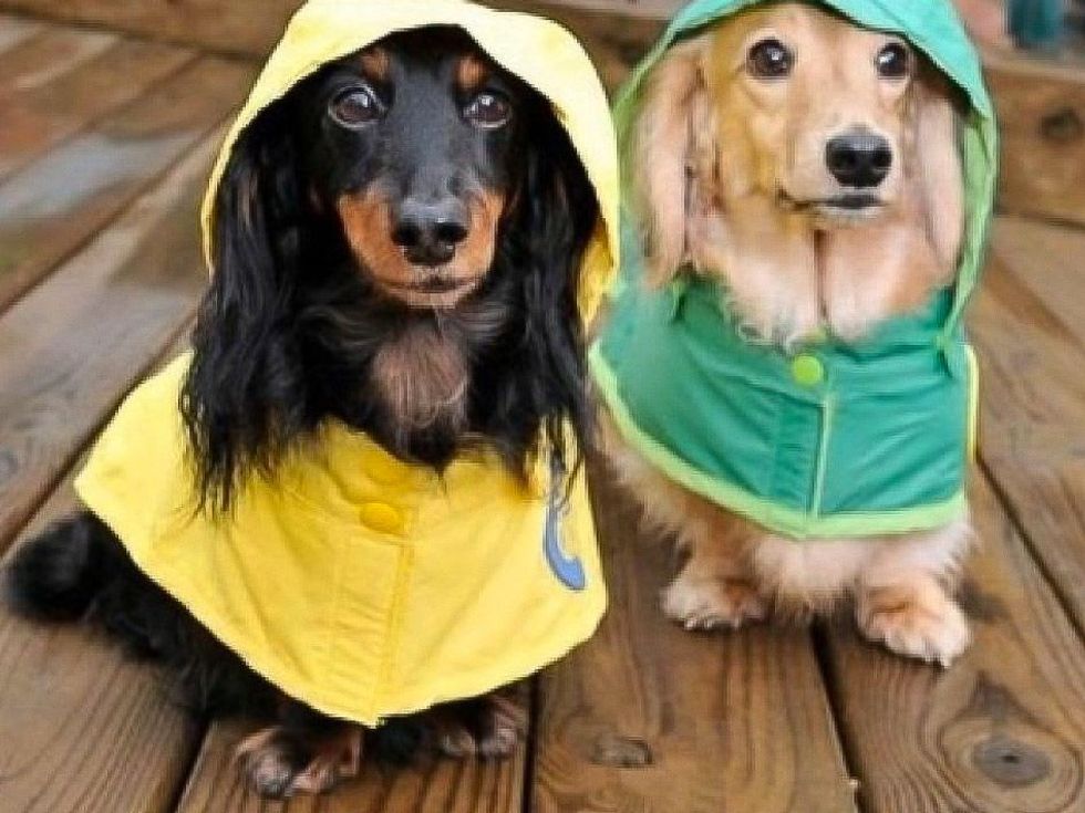 dogs in raincoats