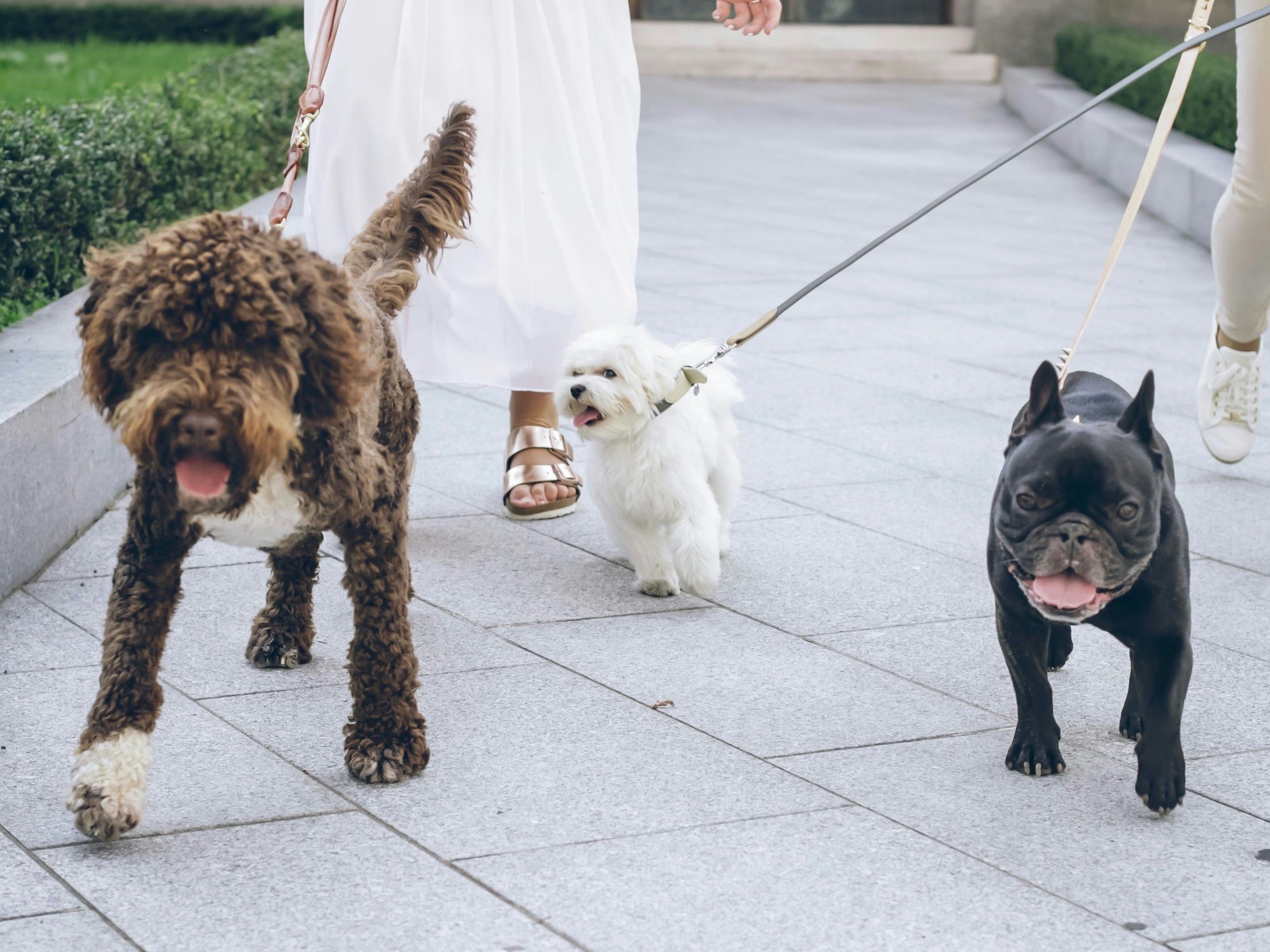Dogs walking on a leash