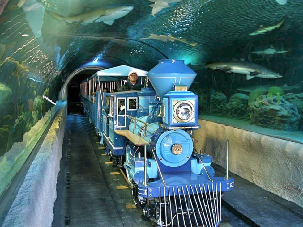 Downtown Aquarium Shark Voyage