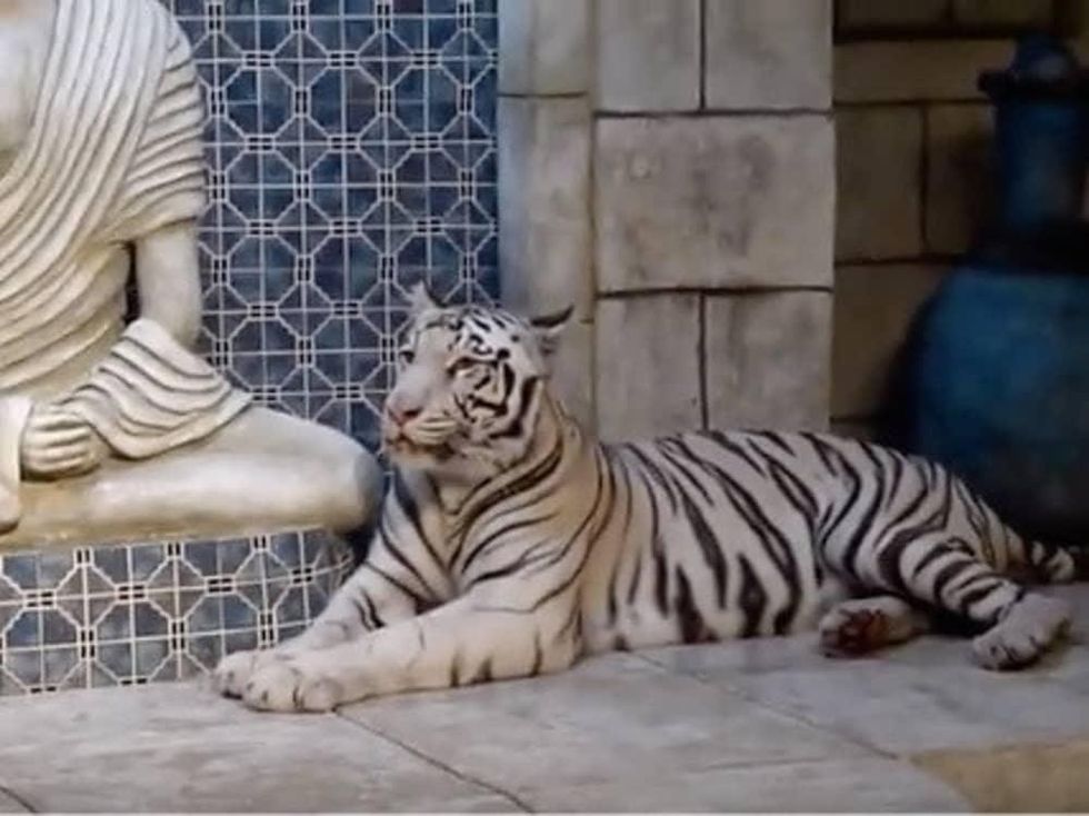 Downtown Aquarium white tigers 9/16