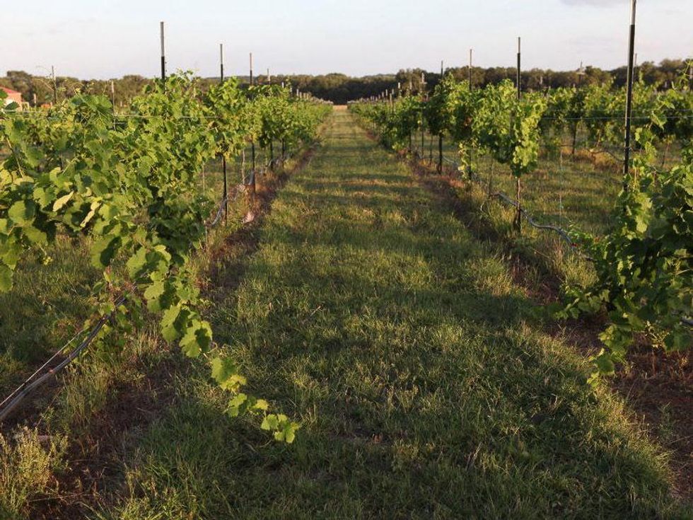 Duchman Family Winery in Driftwood fields of grapes
