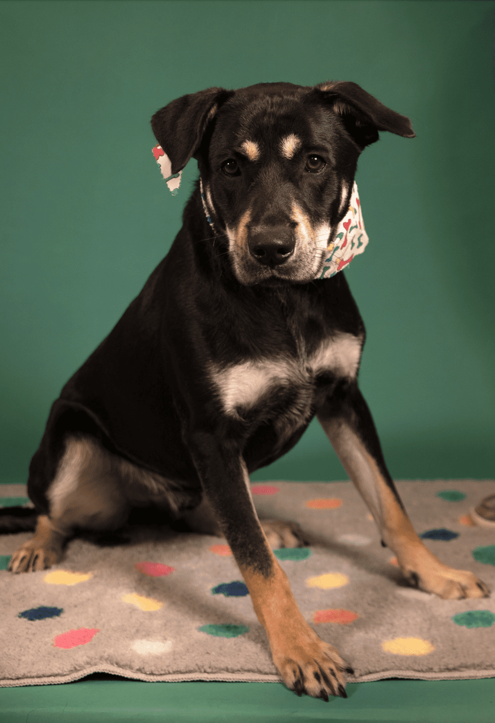 Duke, big dog for adoption