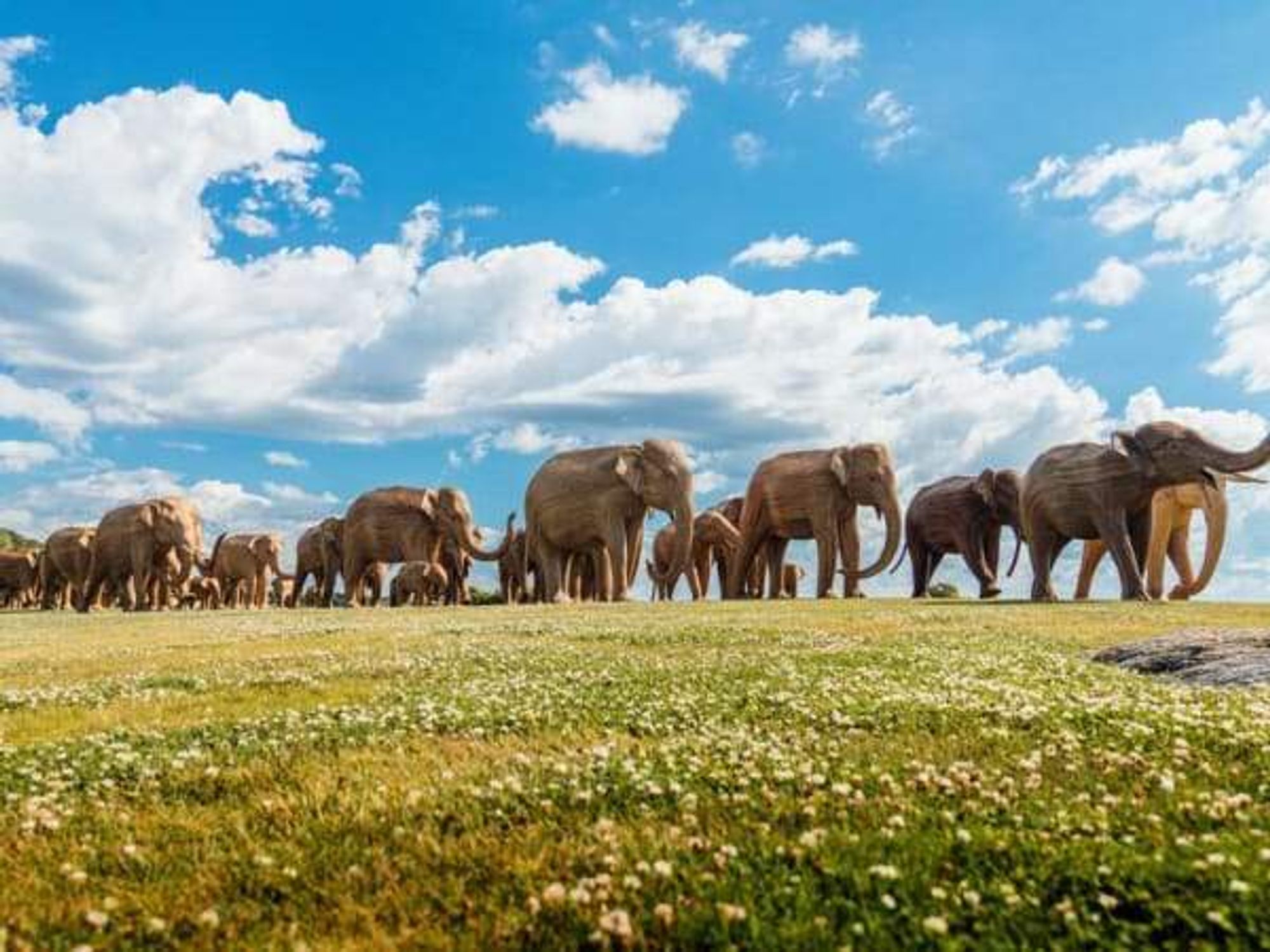 Elephant sculptures part of The Great Elephant Migration
