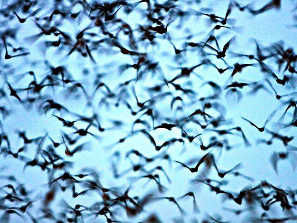 Events_generic_bats_April 10