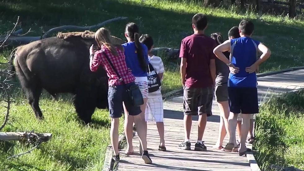 Yellowstone bison attacks dumb tourists and the Internet can't get enough: Seewhat you're missing