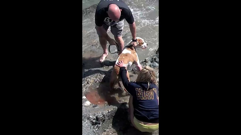 Disturbing video shows astronaut Mark Kelly frantically trying to save sea lion from family dog