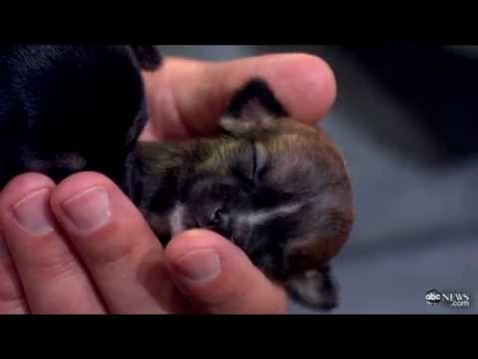 The secret back story of world's smallest dog: And what does the real Beyoncéthink?