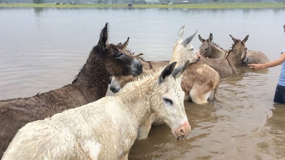 Animals are saved after storm rips through noted Texas wildlife sanctuary; rebuilding begins