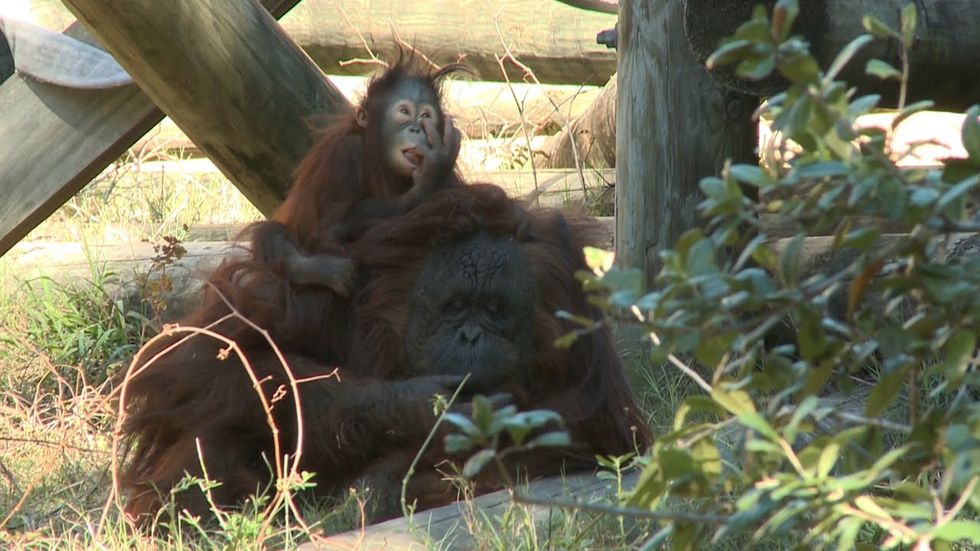 Abandoned at birth, Aurora, the orphaned orangutan, finds a new mom at theHouston Zoo