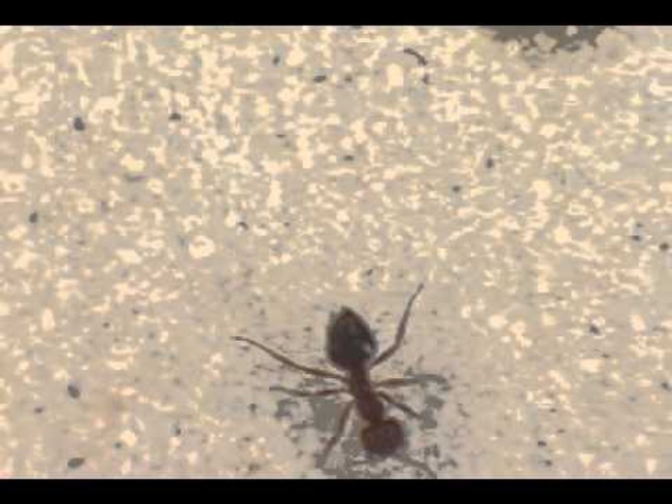 New way to wipe out fire ants: Killer zombie flies on the attack!