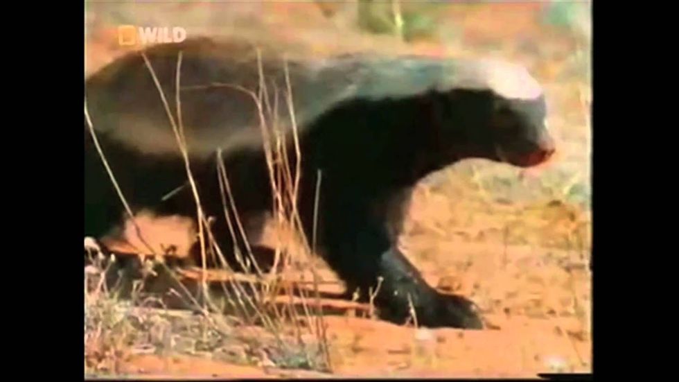 Video: Probably The Most 30 Seconds Of Honey Badger You'll Ever