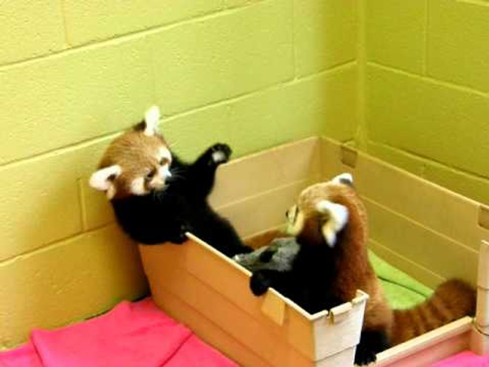The Cutest Animal in the World is leaving Houston Zoo: Red panda moves toCincinnati for love