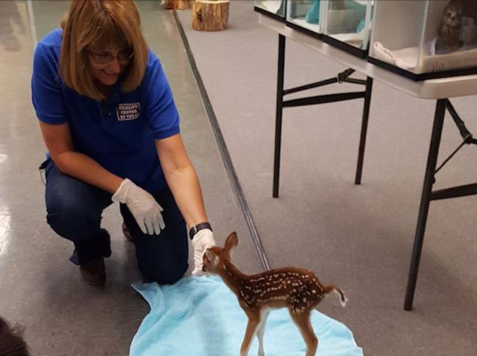 Fawn, Houston SPCA Wildlife Center