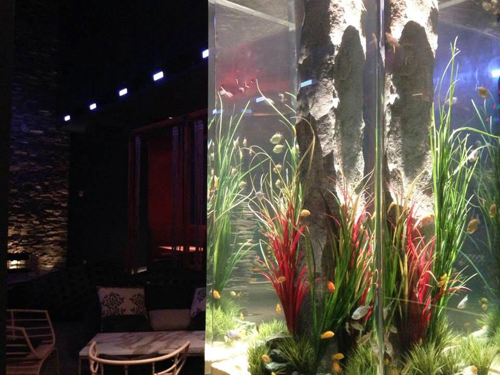 Fish & The Knife Sushi Bar and Lounge February 2014 fish tank